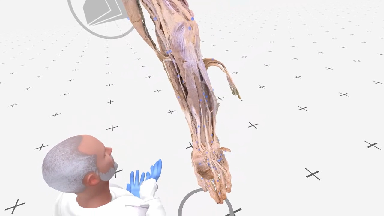 The ulnar artery thumbnail 4