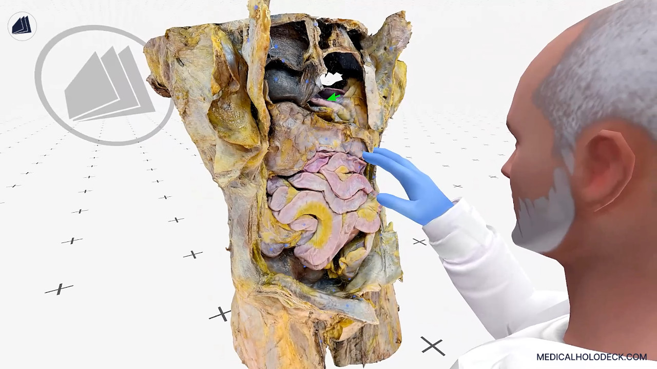 The abdomen and pelvis thumbnail 4