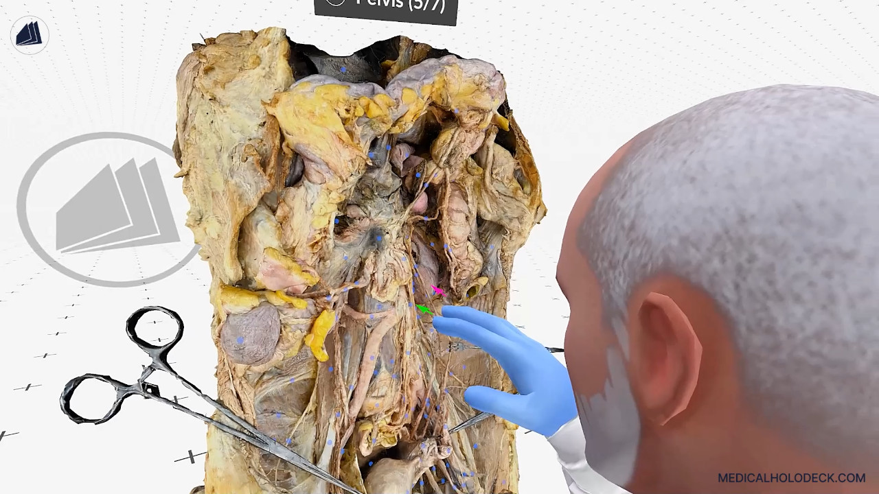 The abdomen and pelvis thumbnail 1