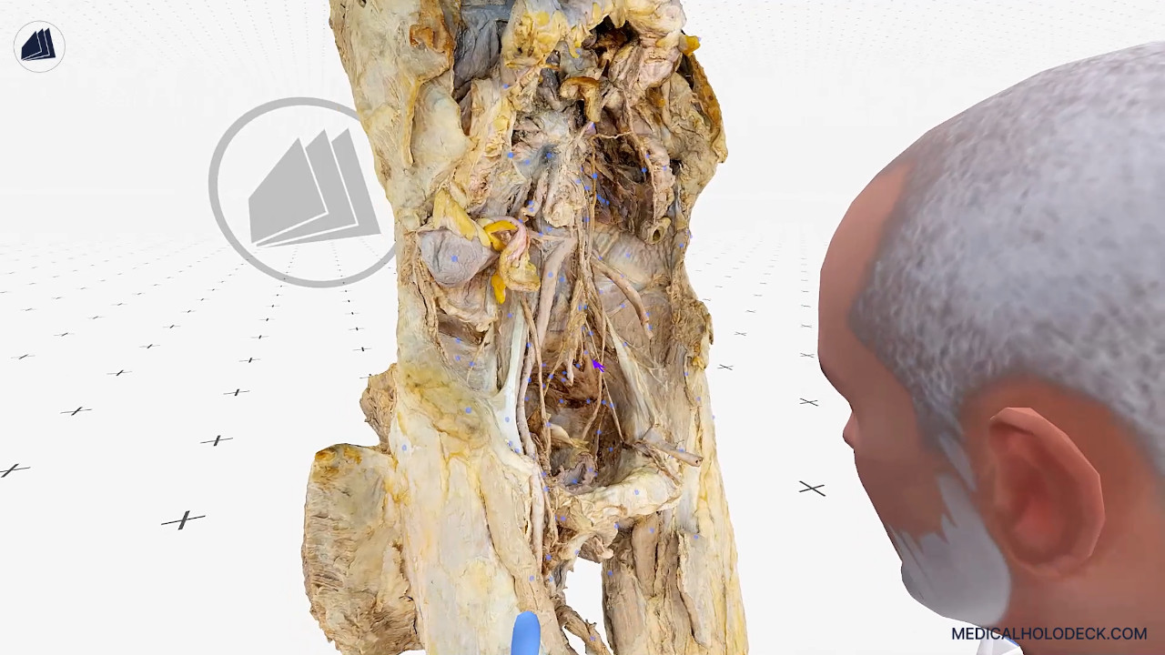 The abdomen and pelvis thumbnail 2