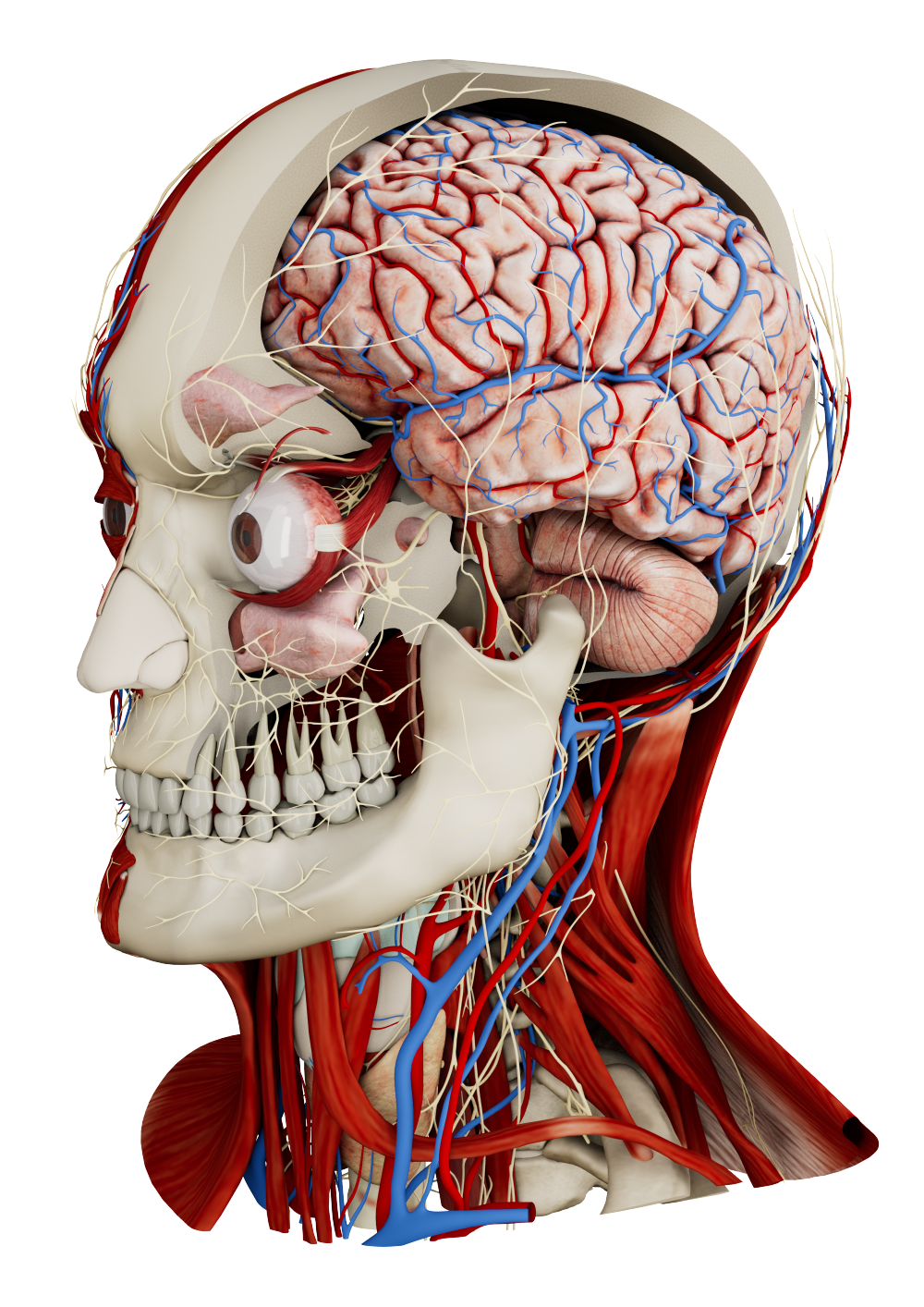 Anatomy Master Model