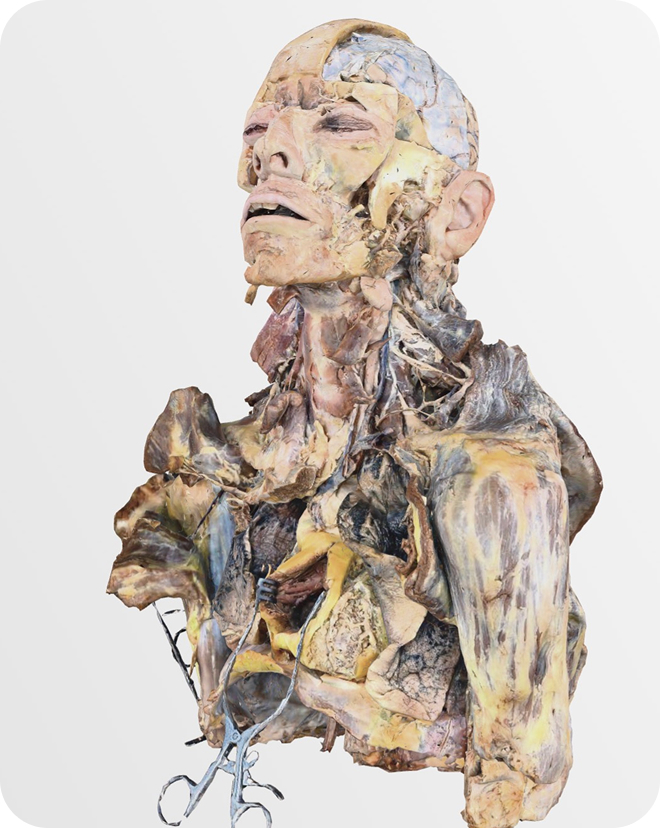 <a href="/en/human-anatomy-atlas-in-virtual-reality-dissection-master-xr/" class="site-page-link">Dissection Master XR</a>