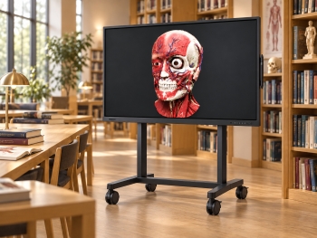 Large interactive display showing a 3D anatomy model